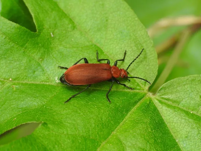 Pyrochroa serraticornis - közép-bíborbogár