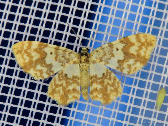 Hydrelia flammeolaria - narancssárga araszoló