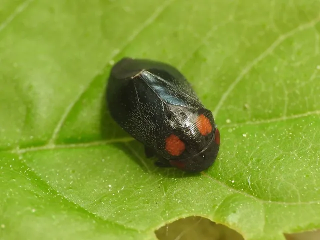 Penthimia nigra - fekete kabóca