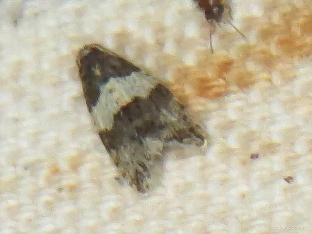 Isotrias hybridana - cifra sodrómoly