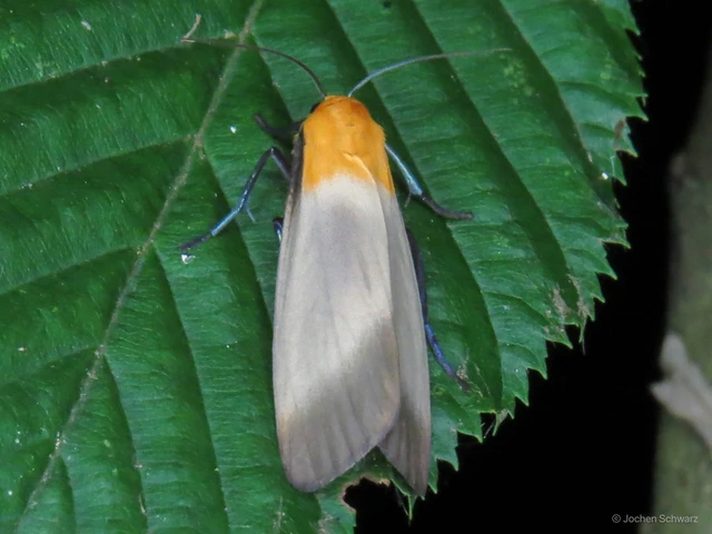 Lithosia quadra - négypettyes zuzmószövő