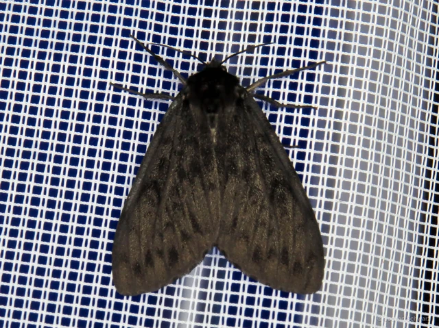Lymantria monacha - apácalepke
