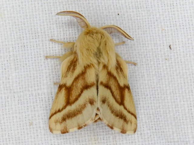 Malacosoma castrensis - kutyatejszövő