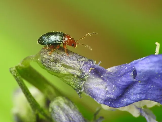 Derocrepis rufipes - ékes bükköny-földibolha