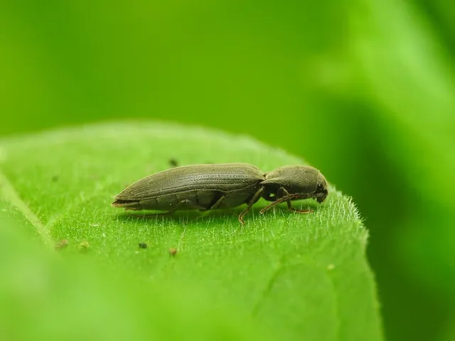 Agriotes pilosellus - erdei pattanó