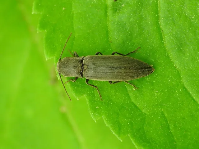 Agriotes pilosellus - erdei pattanó