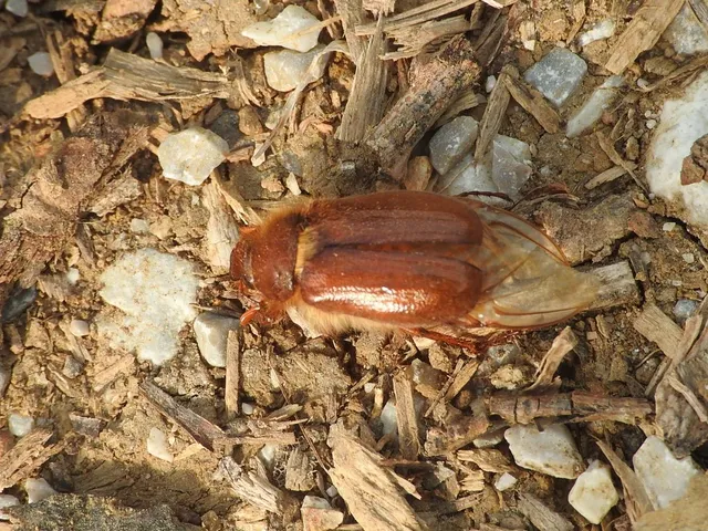 Holochelus aequinoctialis - tavaszeleji cserebogár