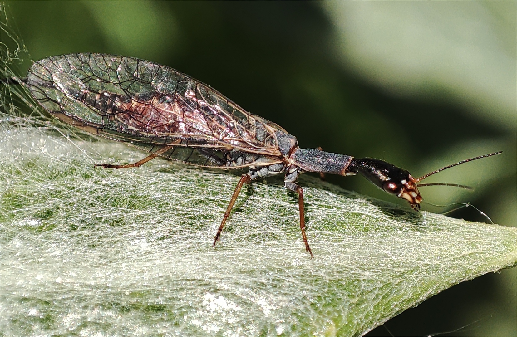 Xanthostigma xanthostigma