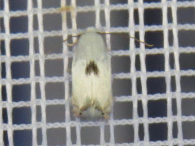 Pseudopostega auritella - gólyahíraknázó aprómoly