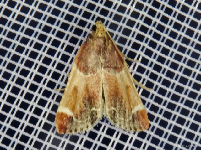 Pyralis farinalis - lisztilonca