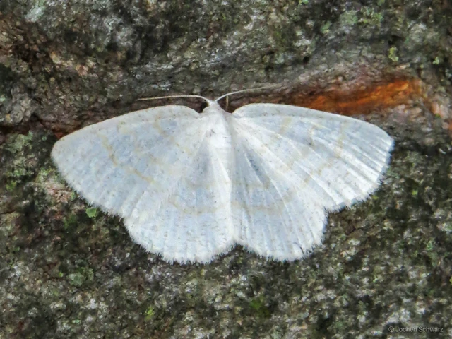 Cabera exanthemata - pettyes égeraraszoló