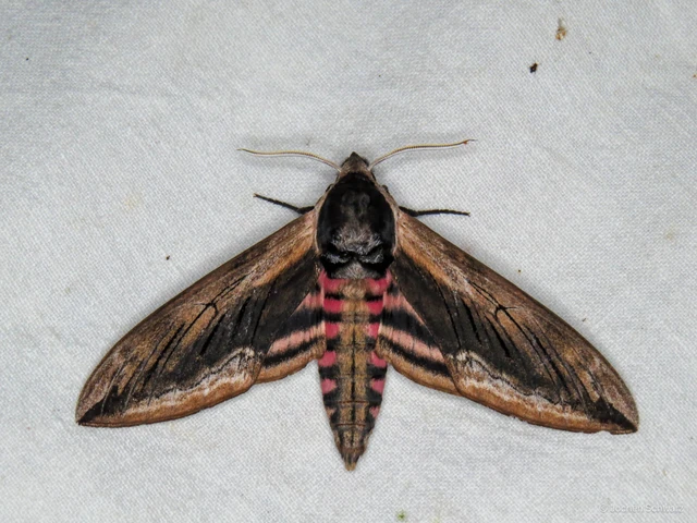 Sphinx ligustri - fagyalszender