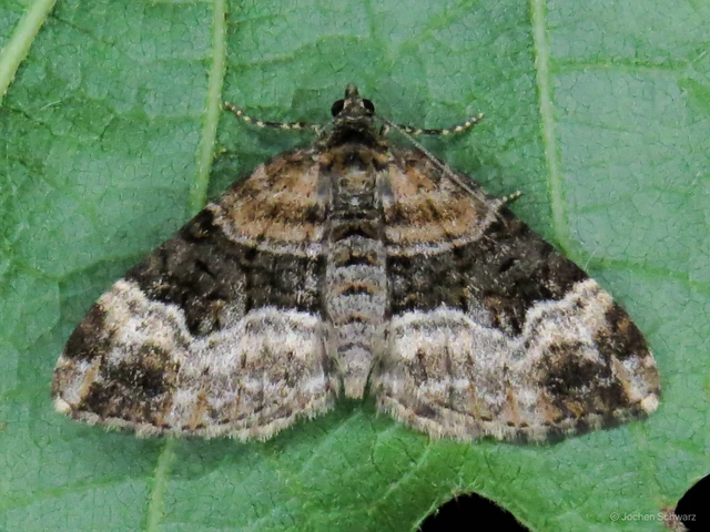 Xanthorhoe biriviata - kétsávos tarkaaraszoló