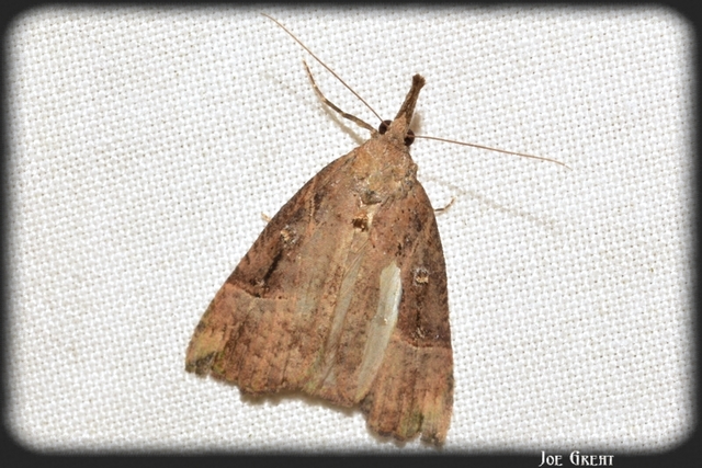 Hypena rostralis - közönséges karcsúbagoly