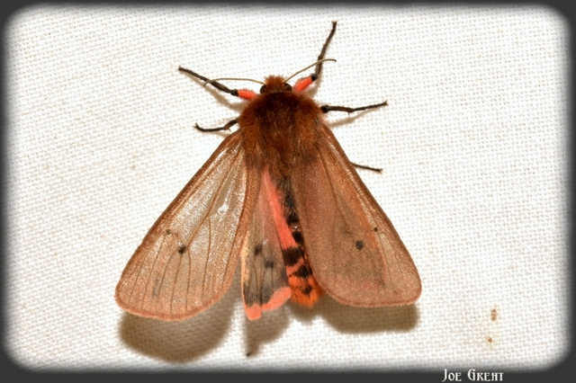 Phragmatobia fuliginosa - füstös medvelepke