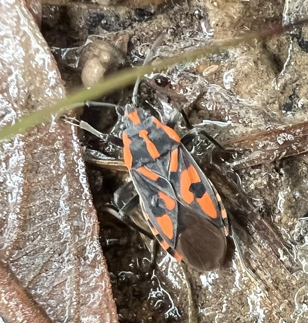 Spilostethus saxatilis - virágbodobács