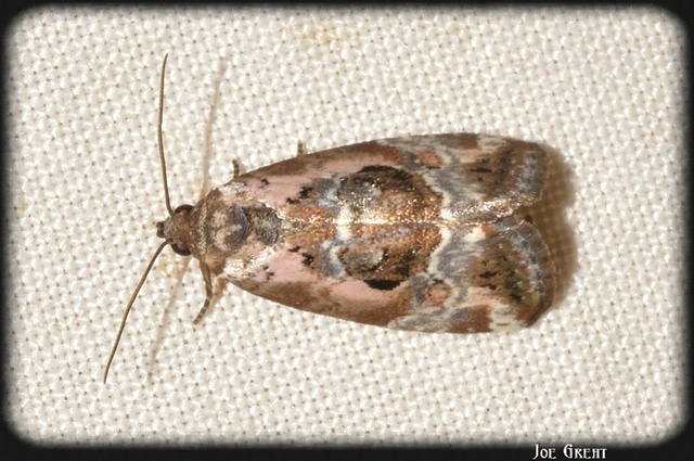 Hapalotis venustula - rózsaszínű mázasbagoly
