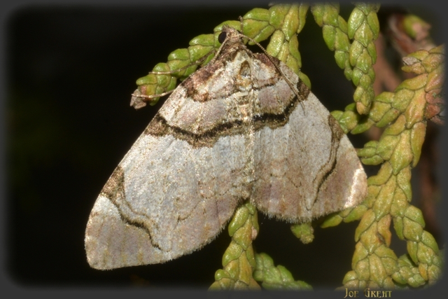 Anticlea derivata - vadrózsa-tarkaaraszoló