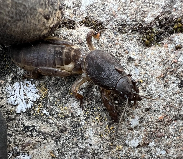 Gryllotalpa gryllotalpa - közönséges lótücsök