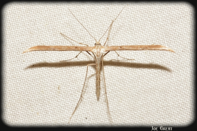 Pterophoridae - tollasmolyfélék