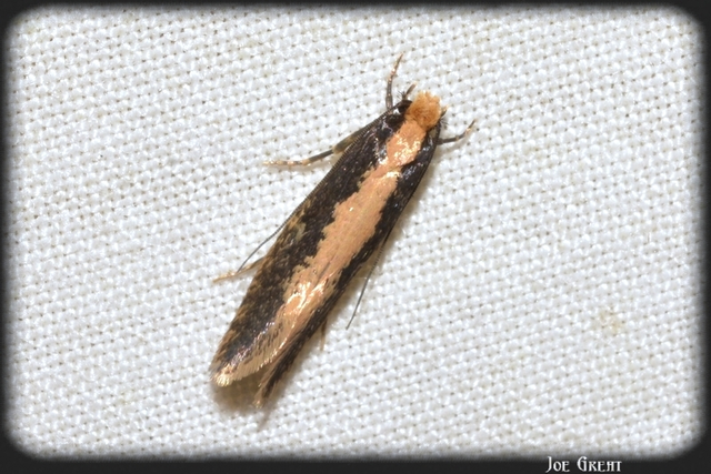 Tineidae - ruhamolyfélék