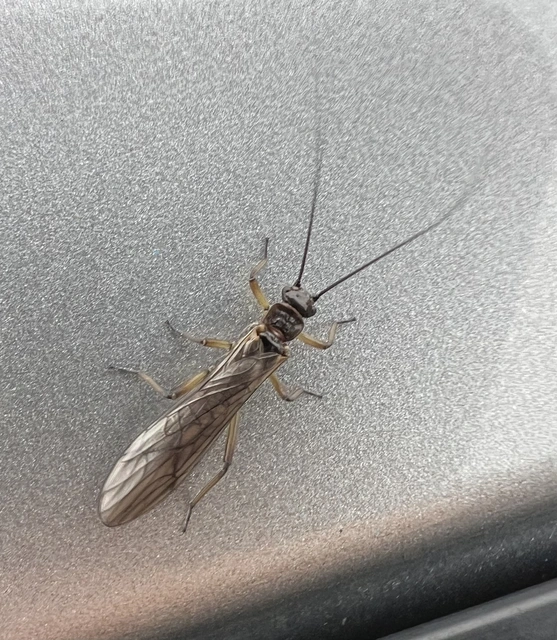 Plecoptera - Álkérészek