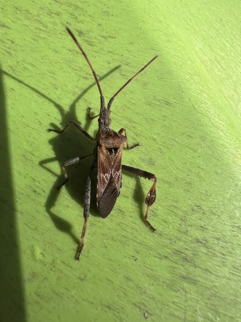Leptoglossus occidentalis - nyugati levéllábú poloska Leptoglossus occidentalis - nyugati levéllábú poloska