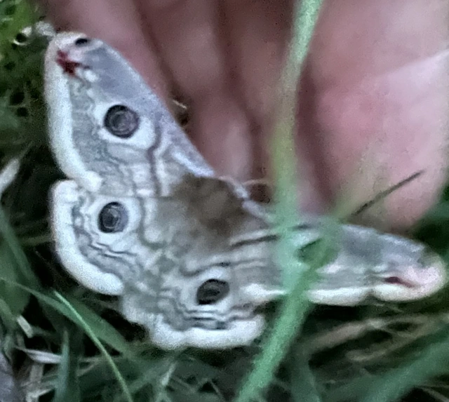 Saturnia pavoniella/pavonia