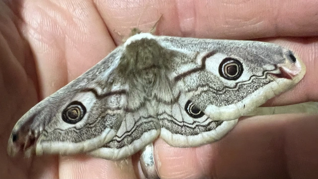 Saturnia pavoniella/pavonia