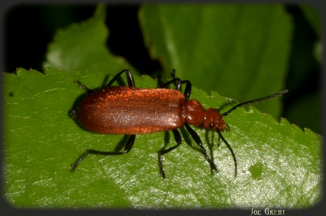 Pyrochroa serraticornis - közép-bíborbogár
