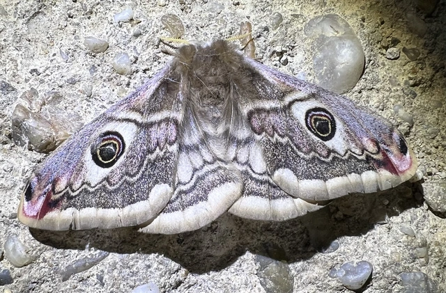 Saturnia pavoniella/pavonia