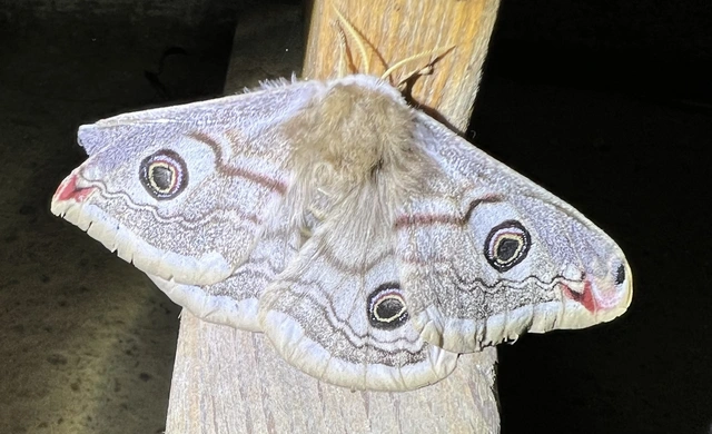 Saturnia pavoniella/pavonia