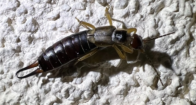 Forficula auricularia - közönséges fülbemászó
