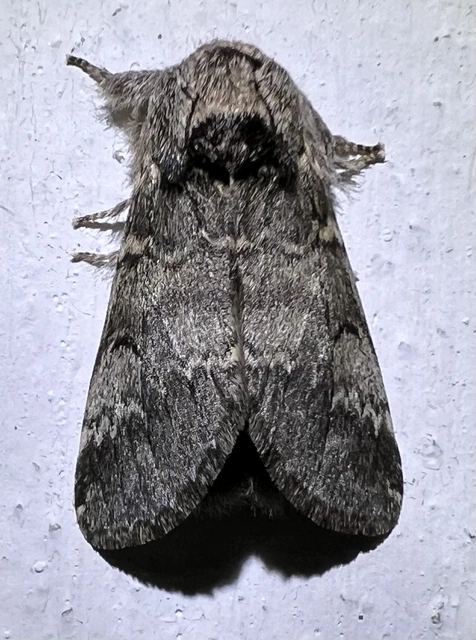 Drymonia ruficornis - cserfa-púposszövő