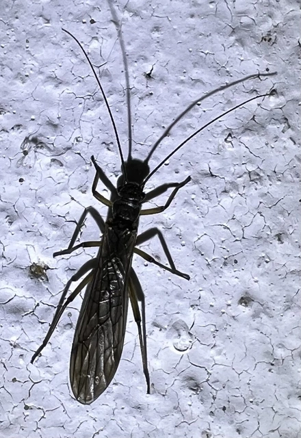 Plecoptera - Álkérészek