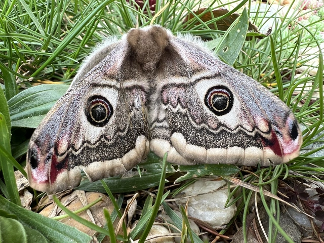 Saturnia pavoniella/pavonia