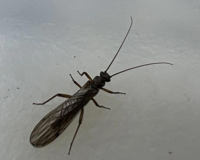 Plecoptera - Álkérészek
