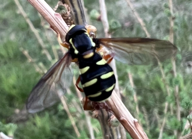Xanthogramma citrofasciatum - korai oldalsávoslégy