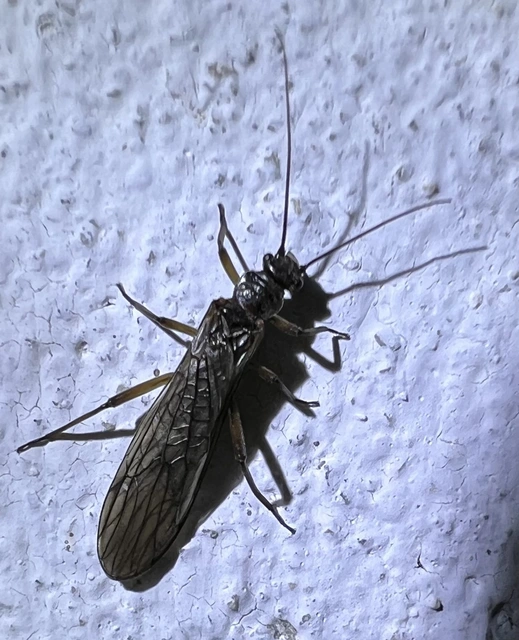 Plecoptera - Álkérészek