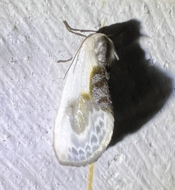 Cilix glaucata - törpe sarlósszövő