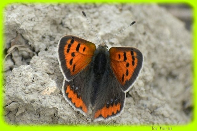 Lycaena phlaeas - közönséges tűzlepke
