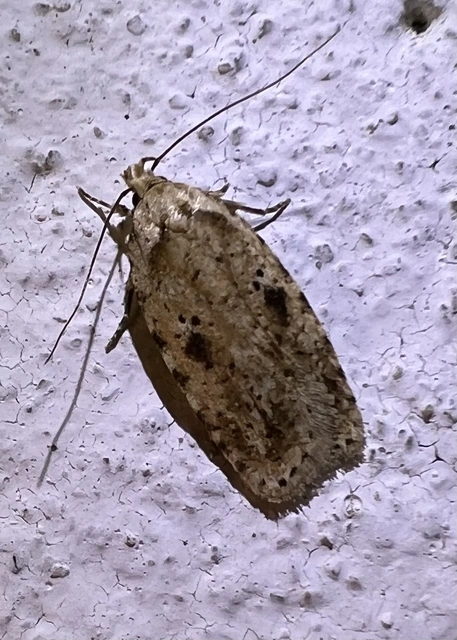 Agonopterix
