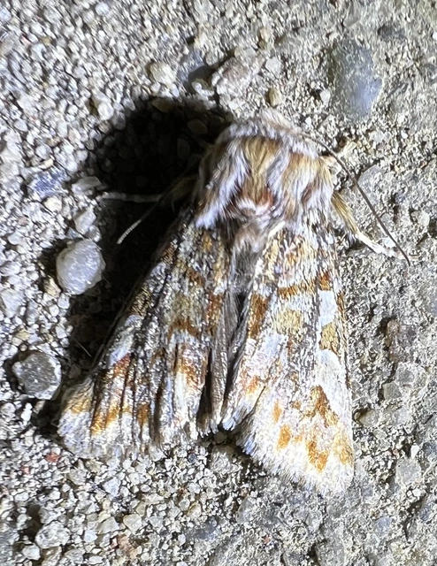 Panolis flammea - fenyőbagoly