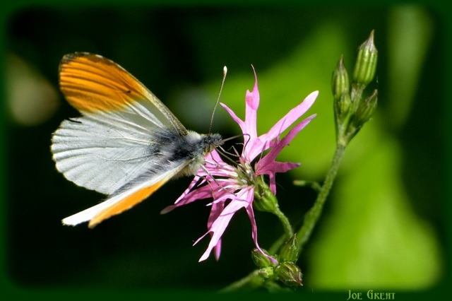 Anthocharis cardamines - hajnalpírlepke