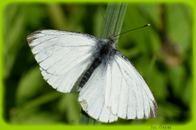 Pieris napi - repcelepke