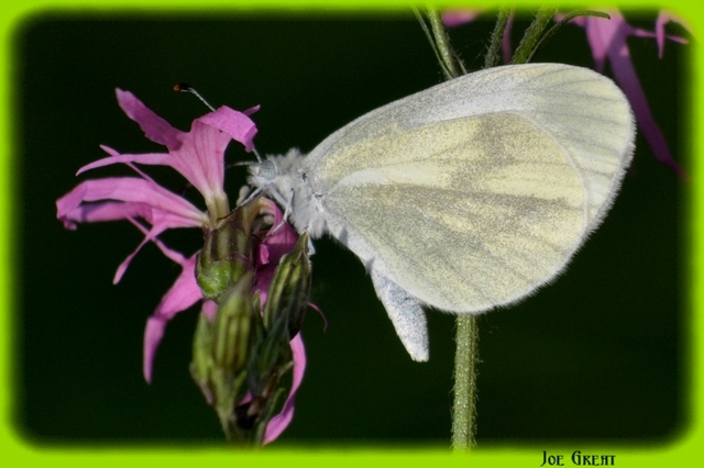 Leptidea sinapis - mustárlepke