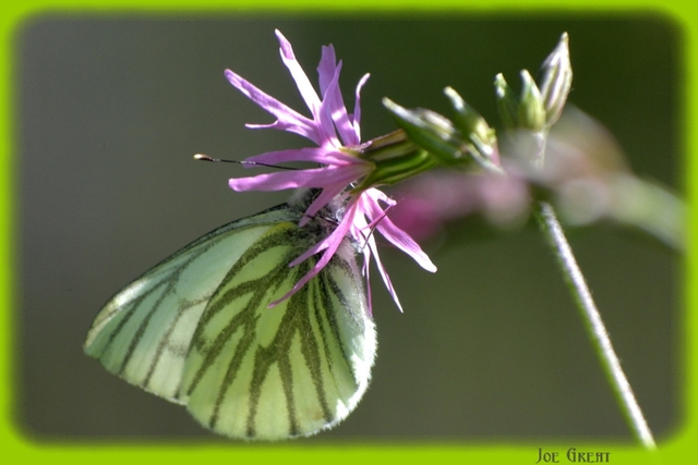 Pieris napi - repcelepke