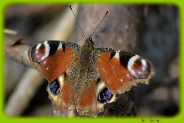 Nymphalis io - nappali pávaszem