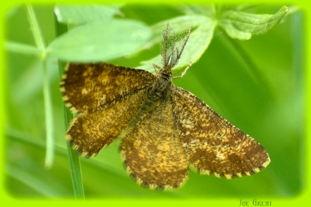 Ematurga atomaria - barna rétiaraszoló