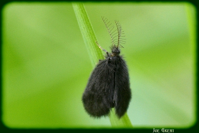 Psychidae - csőzsákos-molyfélék